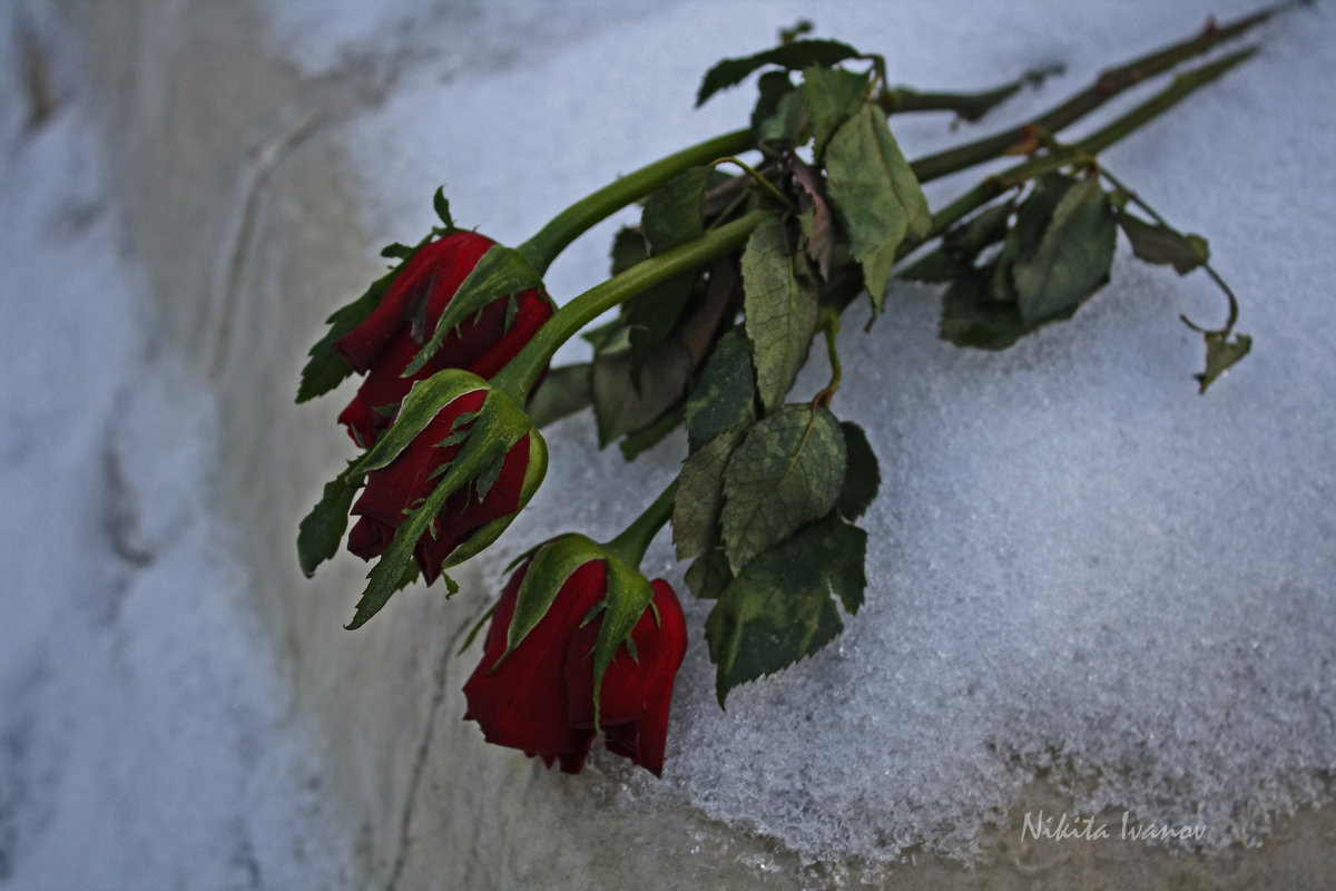 Розы на снегу - Никита Иванов