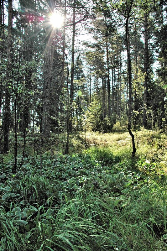 Селигерский лес 2 - Viacheslav 