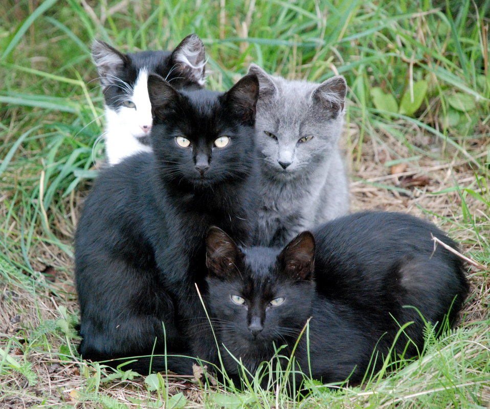 Три кота и кошка - Юрий Иванов
