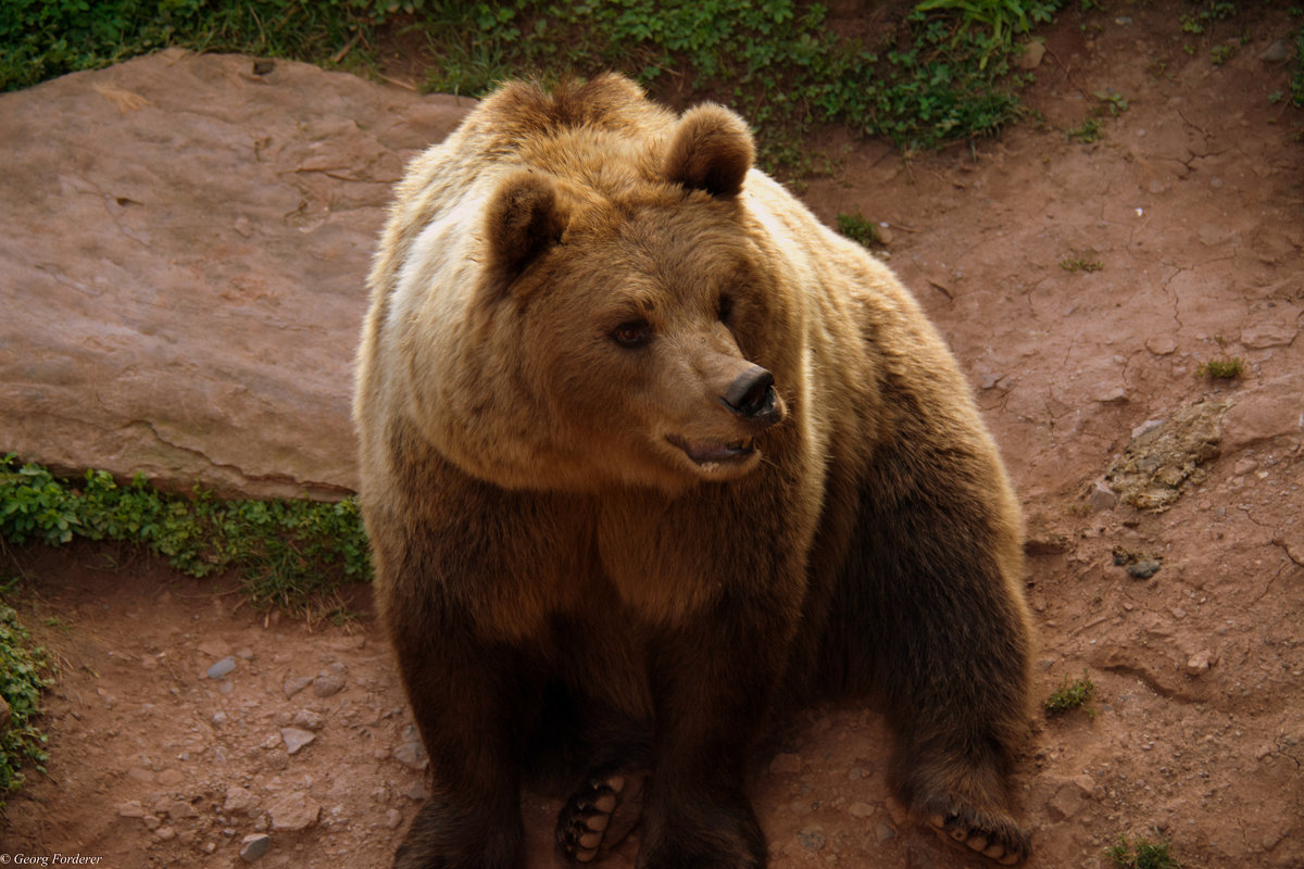 Бурый Медведь - Georg Förderer