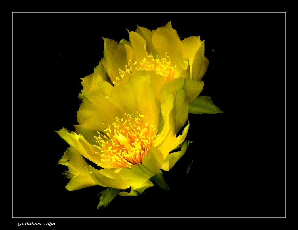 Цветок кактуса - Ольга Голубева
