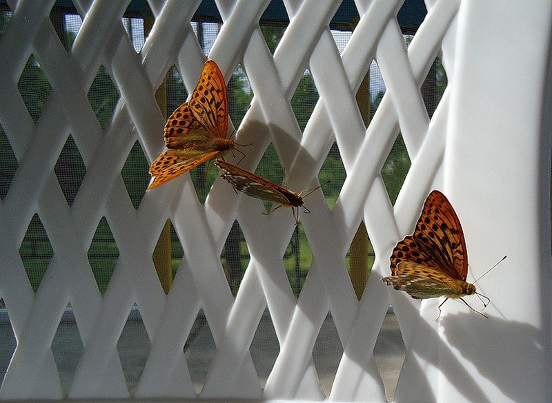 бабочки - Юлия Sun
