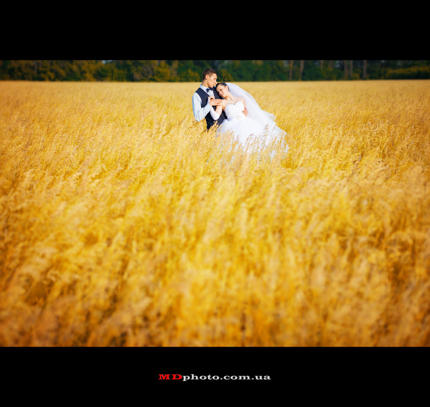 Свадьба в поле - Дарья Малык