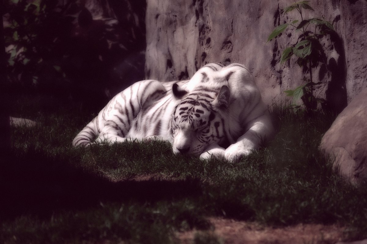 Сон про белого тигра - Алексей Казаков
