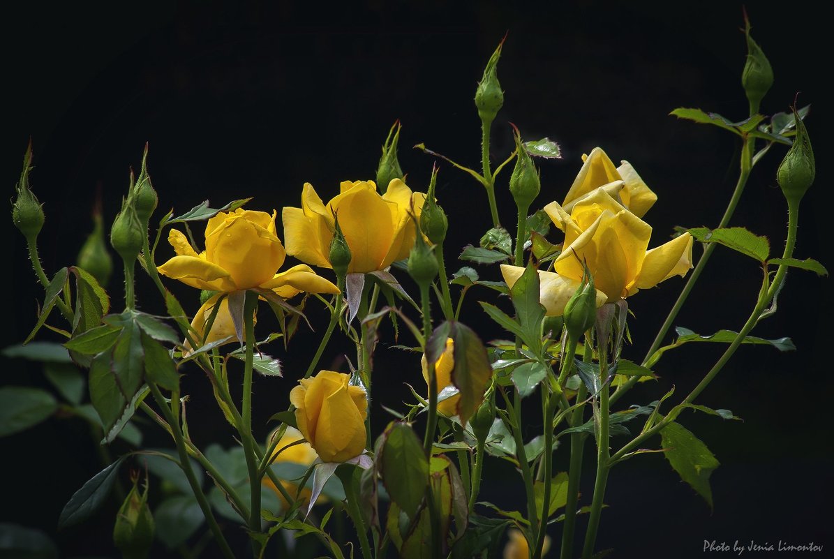 Букет из желтых роз (цветение 2014) - Евгений Лимонтов