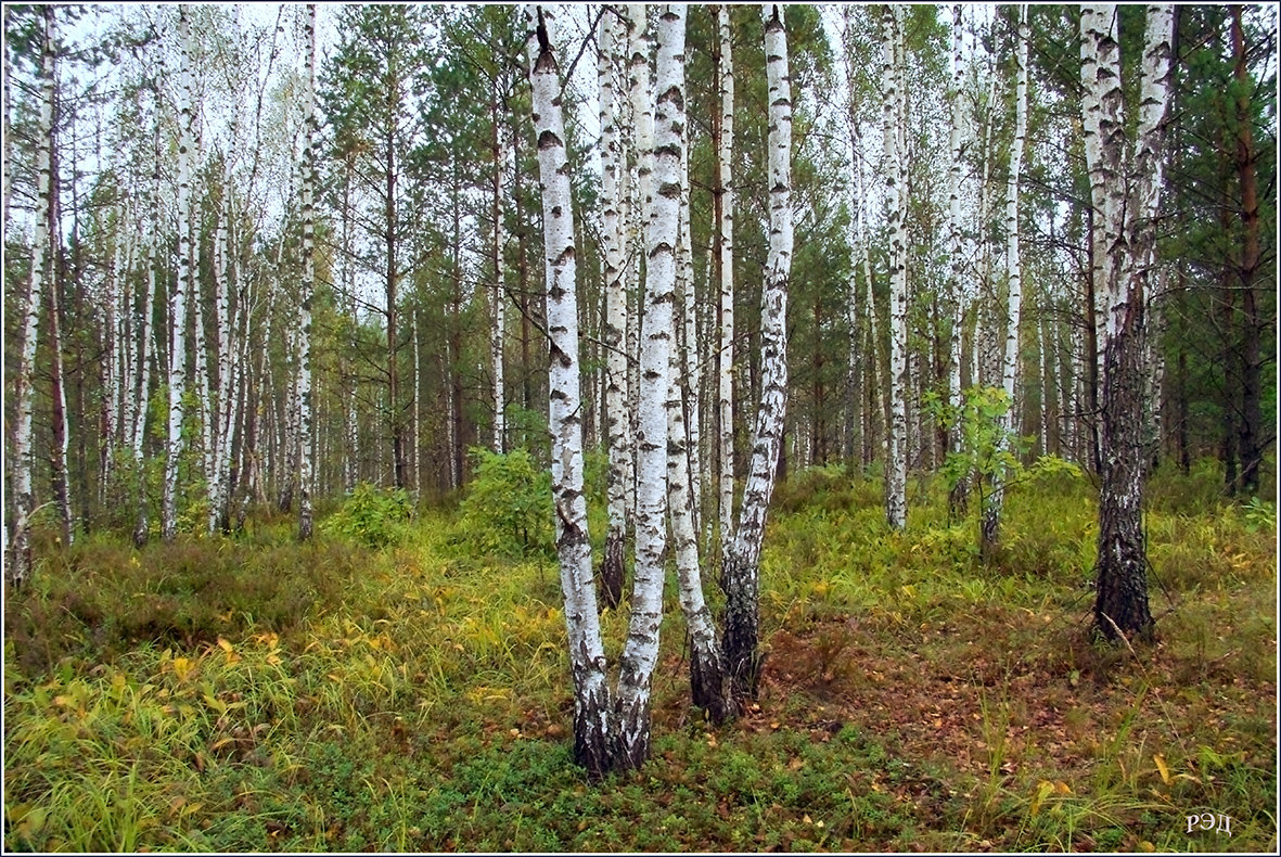 В березняке. - Роланд Дубровский