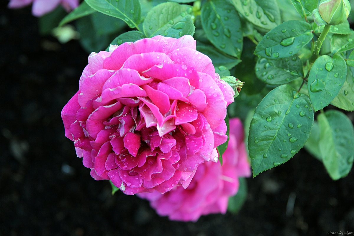 Розы в моем саду - Елена Олейникова