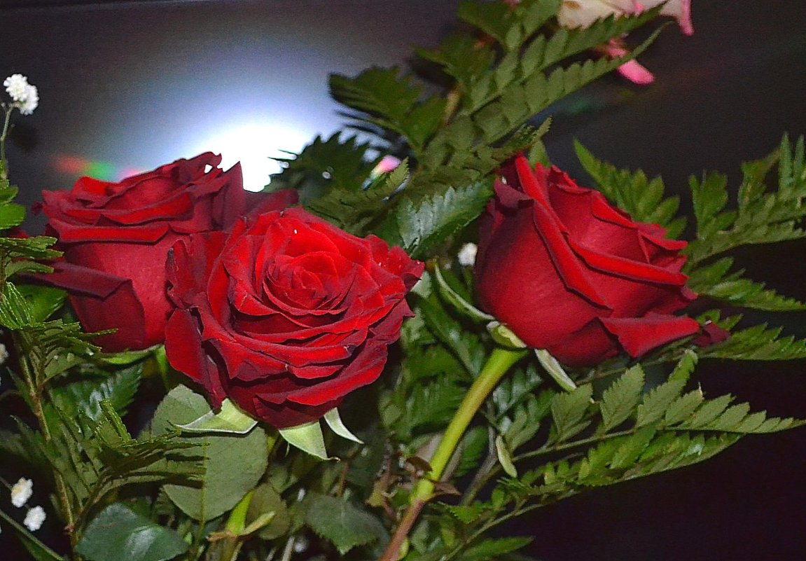 красные розы - Yasnji 