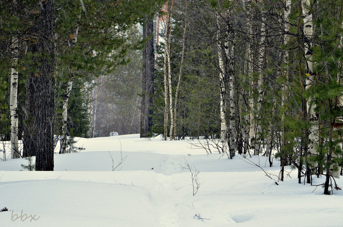 В лесу дремучем, зимнем - Василий Хорошев