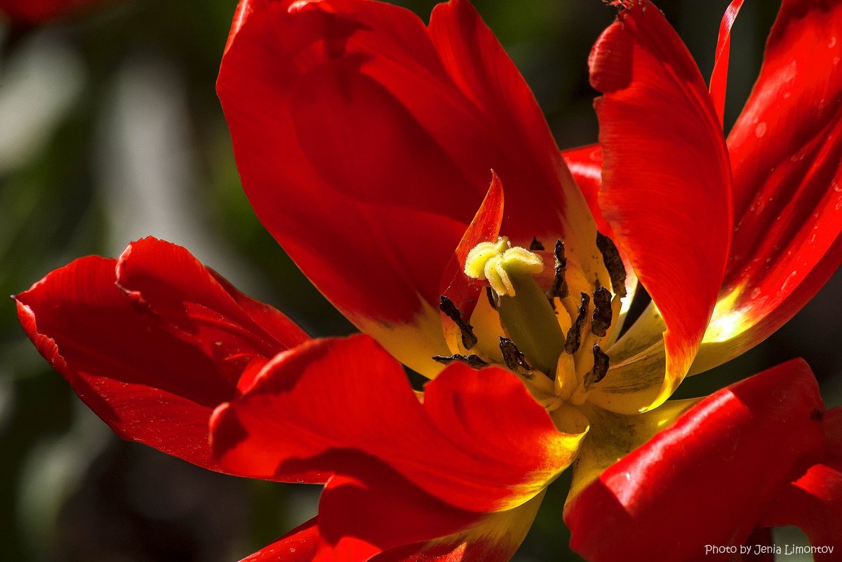 В сердце красного тюльпана - Евгений Лимонтов