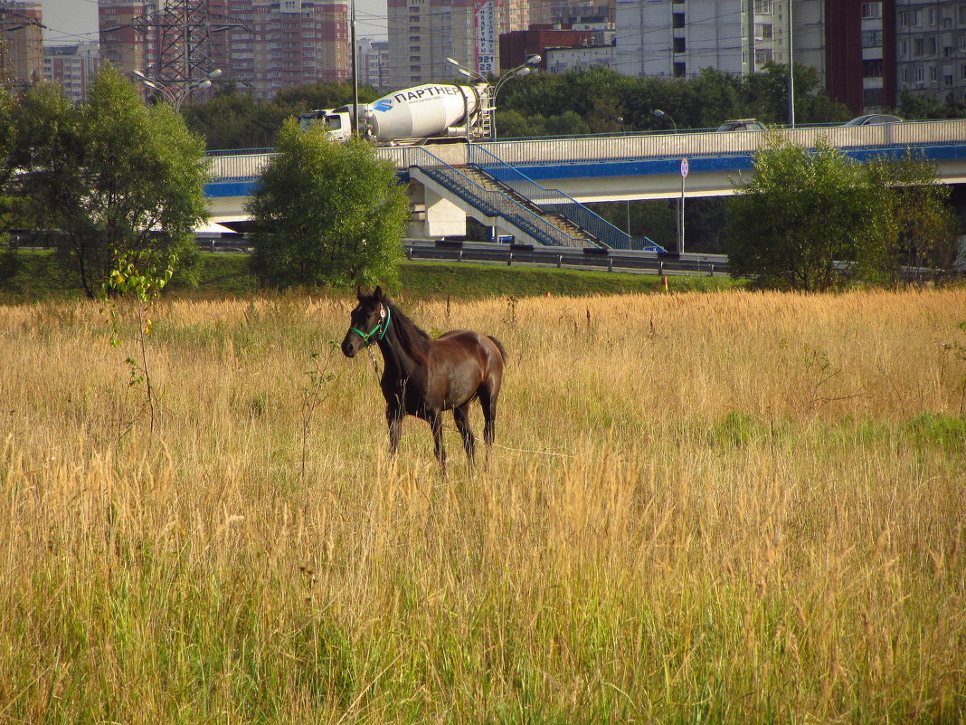 Контрасты жизни IMG_8240 - Андрей Лукьянов