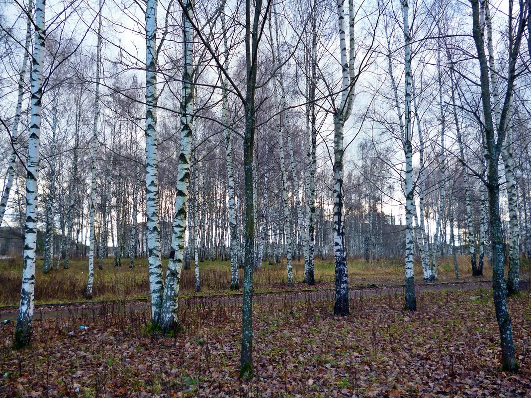 Предзимний лес - Елена Федотова