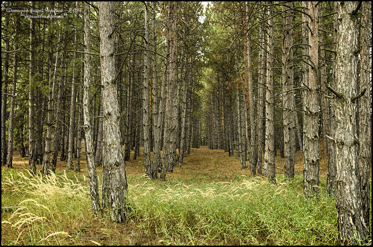 Лесной лабиринт - Андрей Черненко