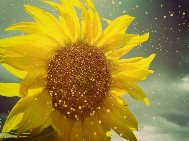 Sunflower - Ntalia Grey
