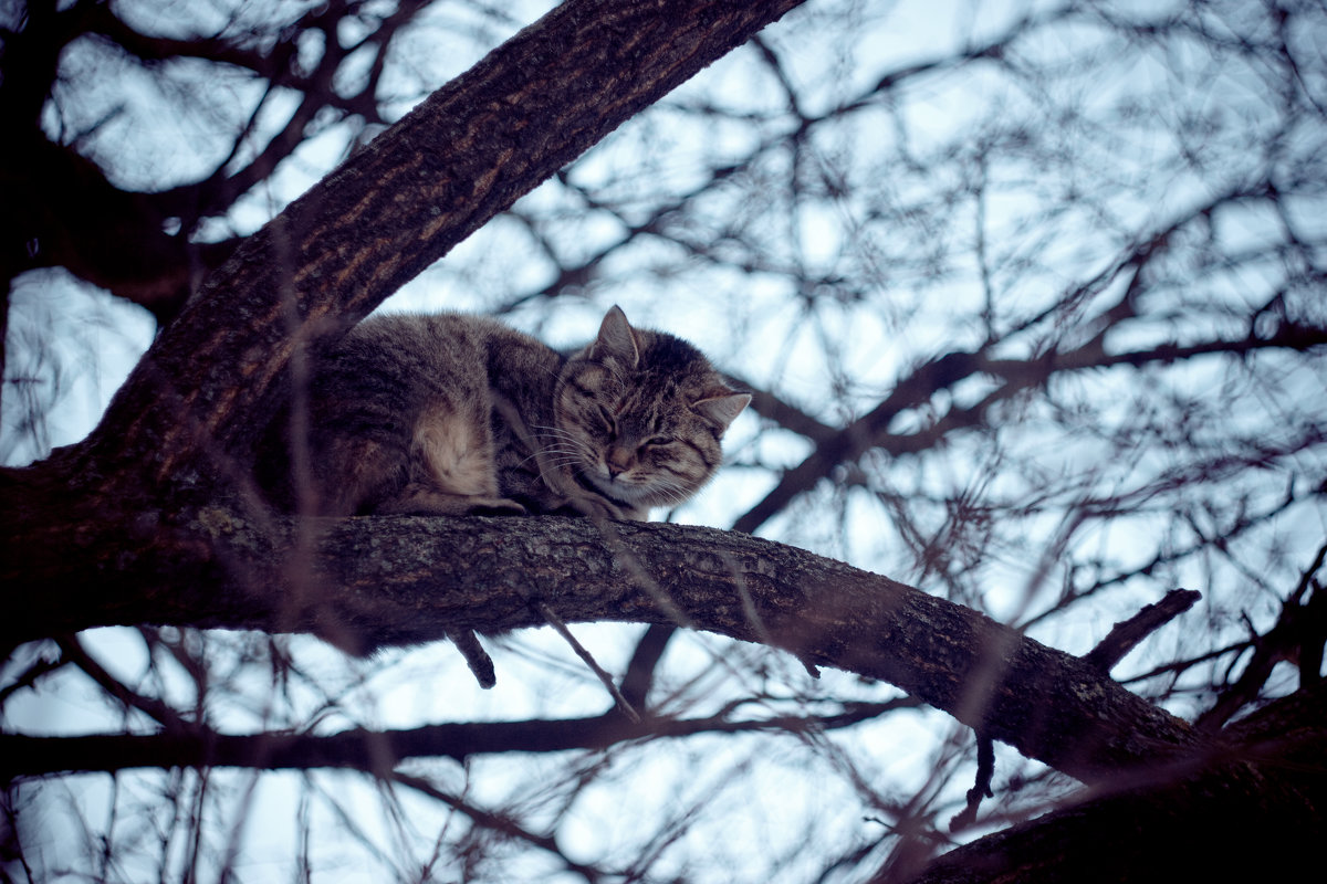 Котэ отдыхает... - Дмитрий Городков