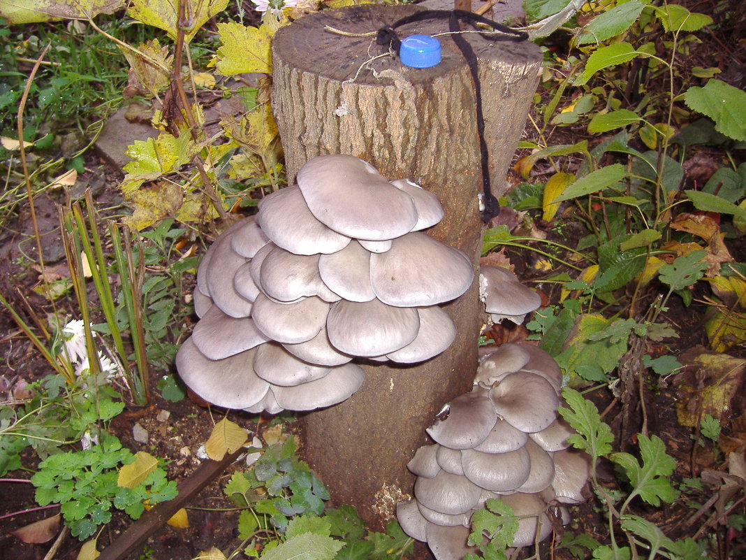 Выросли грибы вешанки случайно на пеньке - Анна 