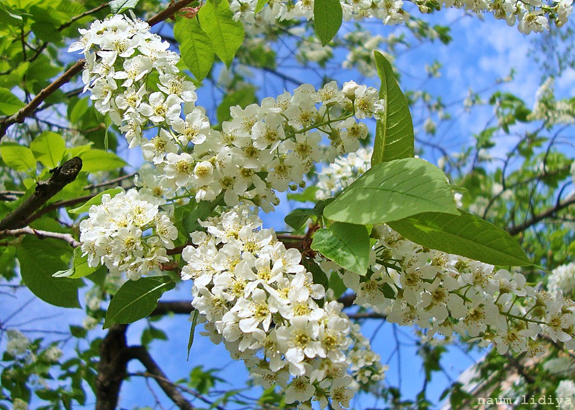 Черемуха в цвету - Лидия (naum.lidiya)