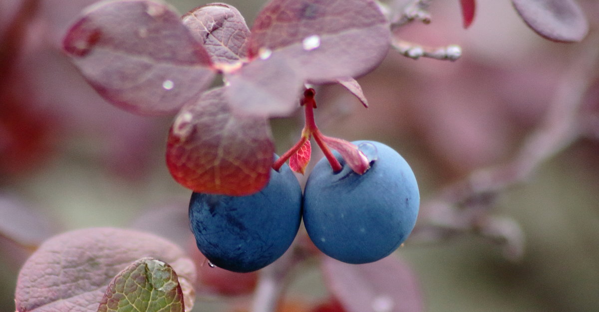 ягода: Голубика - Аркадий Иваковский