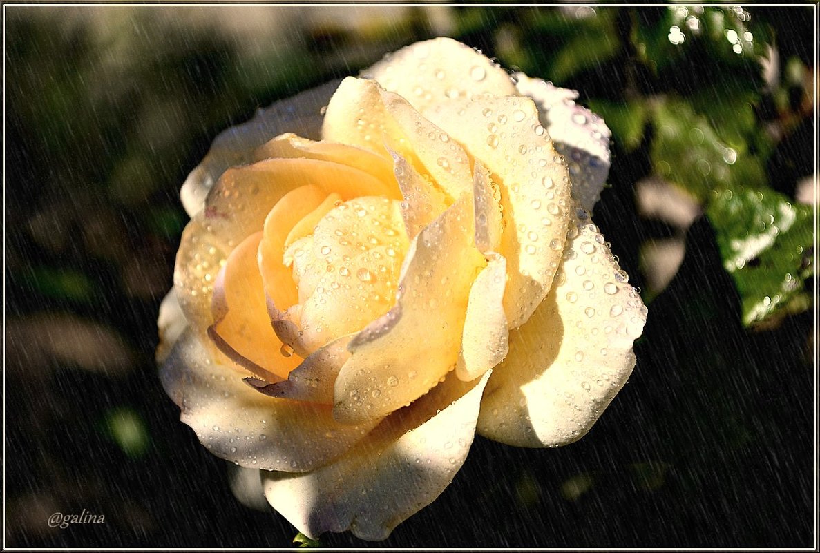 Осенний дождь и роза - galina tihonova