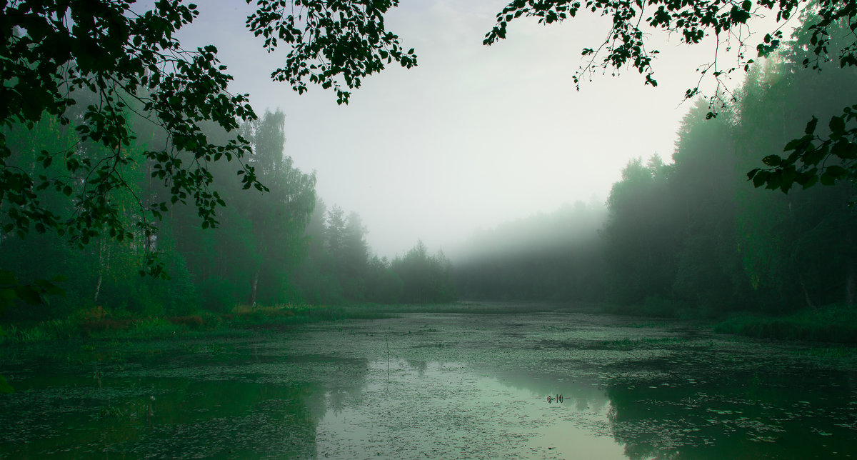 Лесное озеро в тумане утром - Энжи ...