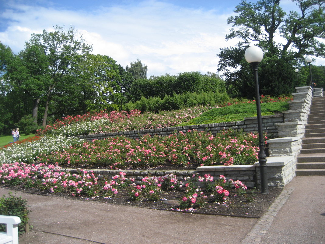 Розарий в парке Кадриорг - laana laadas