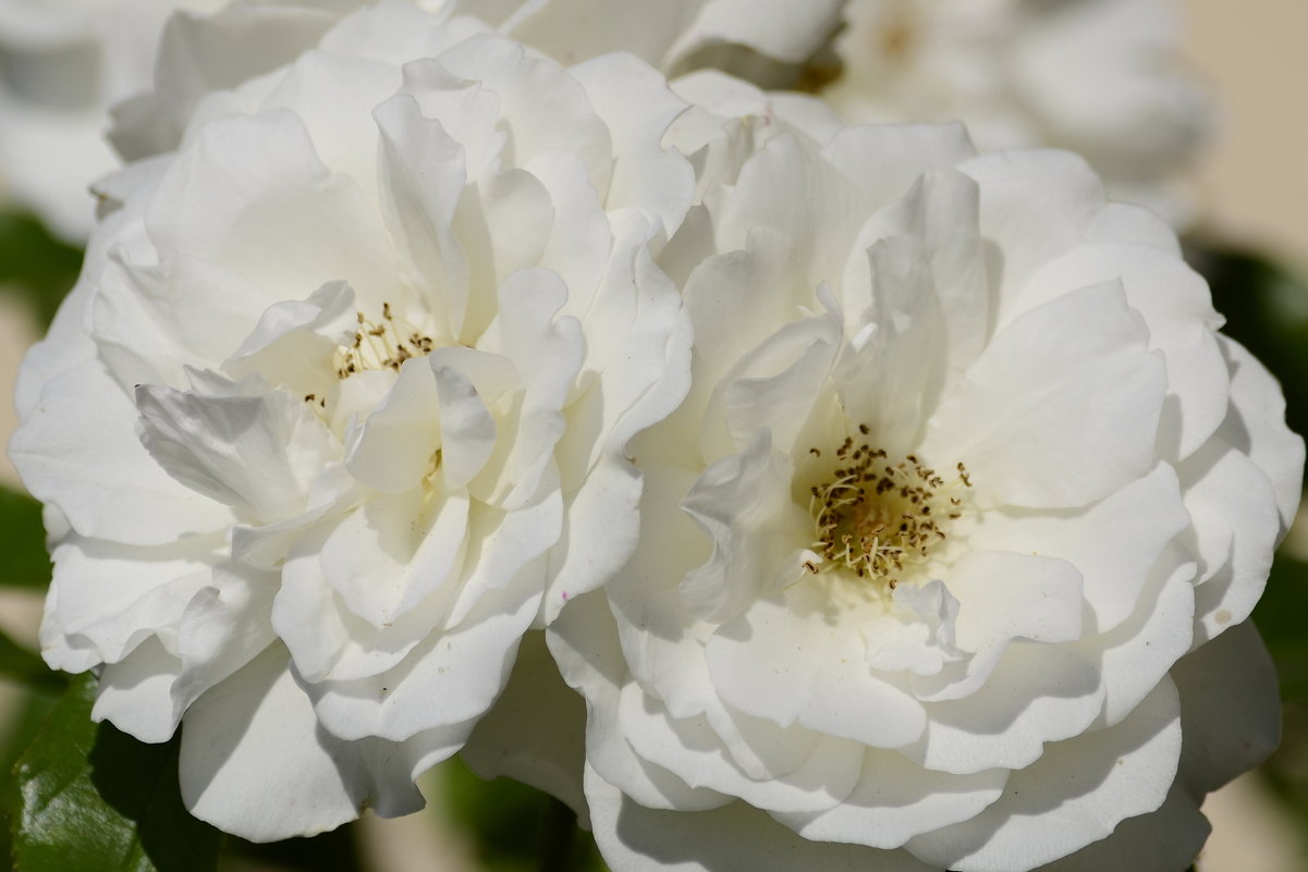 Белые розы - Ирина 