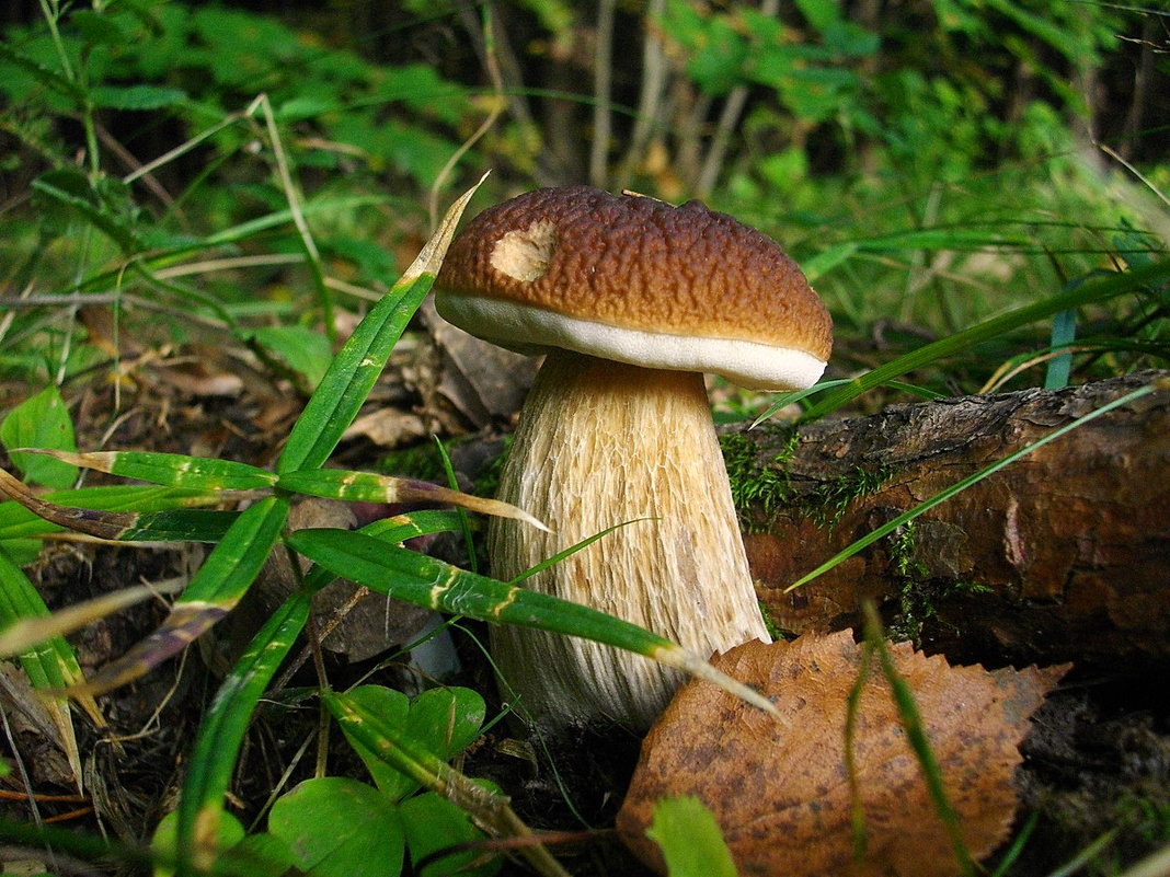 "Я – белый гриб, я – царь грибов, бесценный дар грибных лесов" - Лия ☼