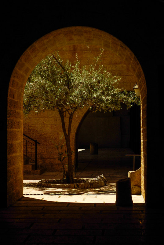 Оливковое дерево. Иерусалим, старый город. - Зоя Ципельштейн