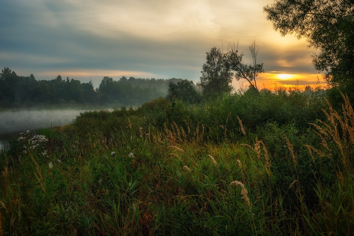 Травы, озеро, туман и рассвет. - Andrei Dolzhenko