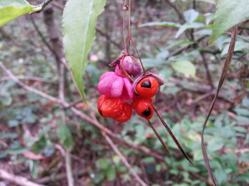 Необычная ягодка в лесу - Татьяна Островская