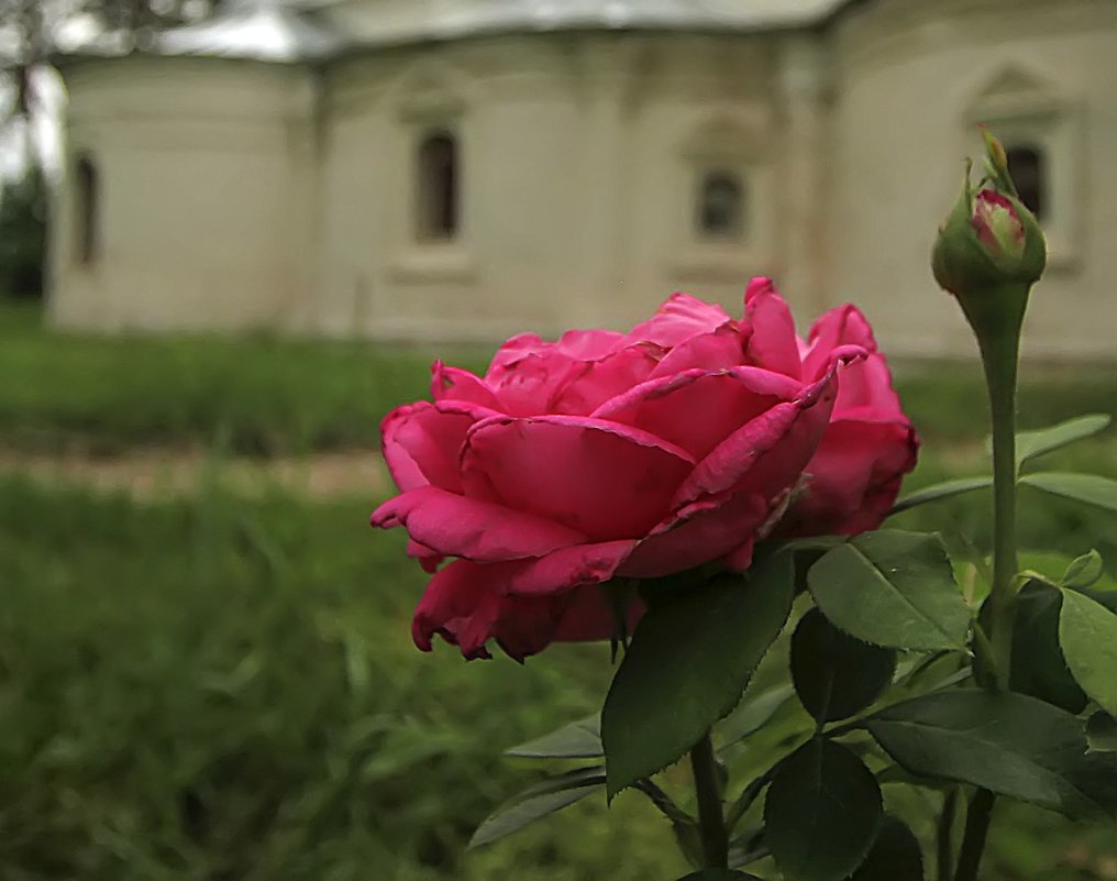 Роза на фоне храма-2 - Сергей Мягченков