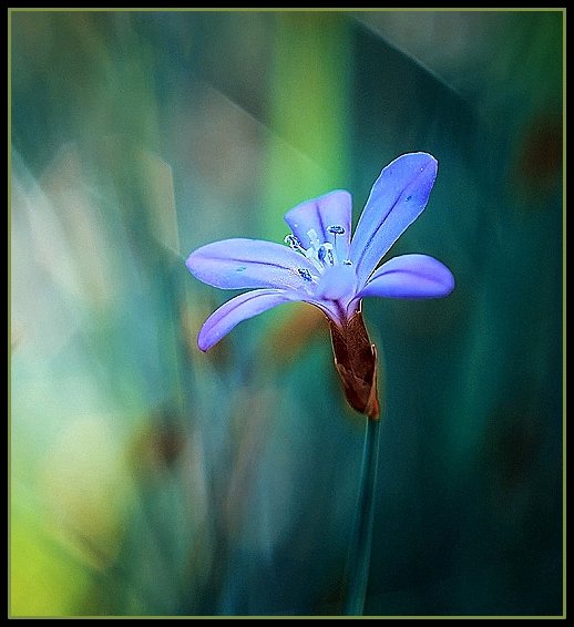 Goluboj cvetocjek - Daiga Megne 