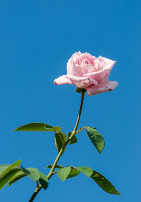 Роза на фоне неба - Геннадий Хоркин
