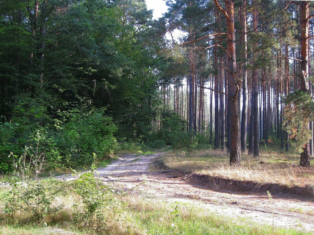 В лесу - Леонид Корейба
