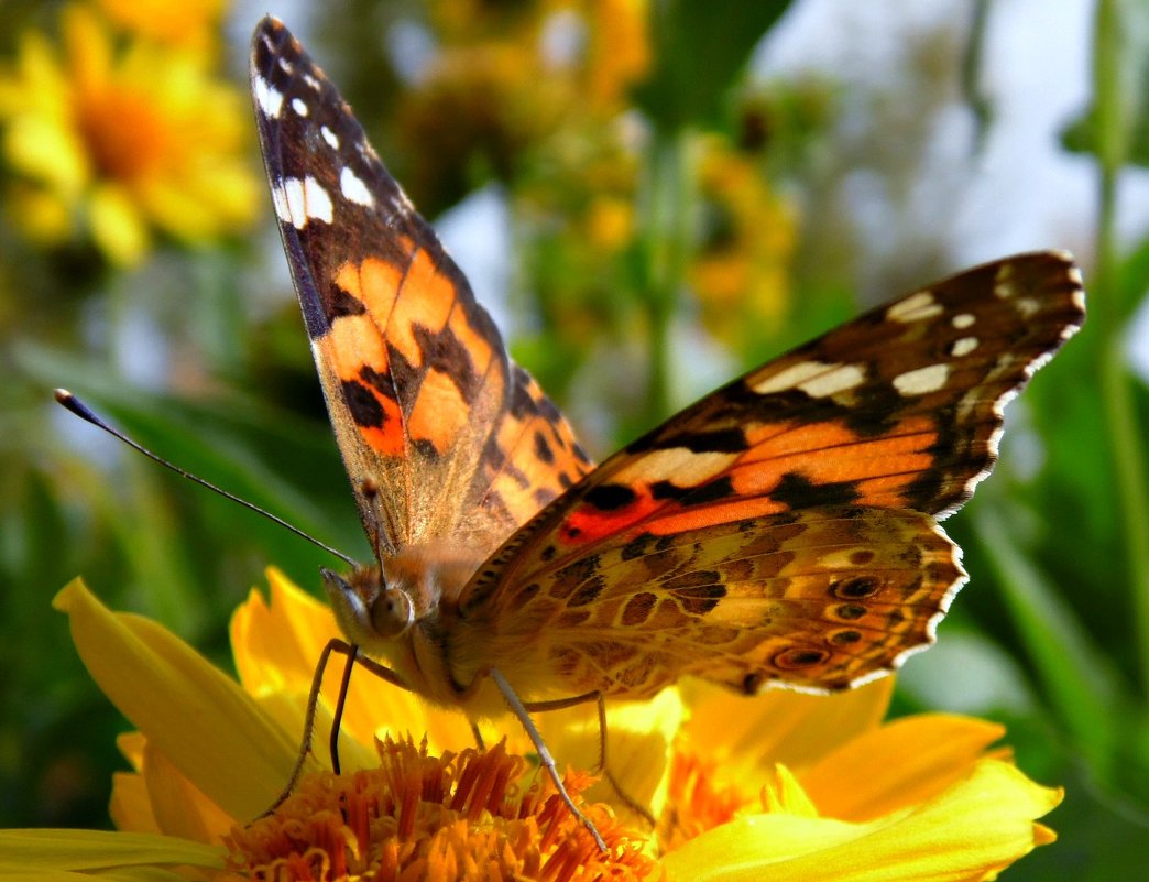 Бабочка-красавица в ярком цветном платьице - Таня Сухомлинова