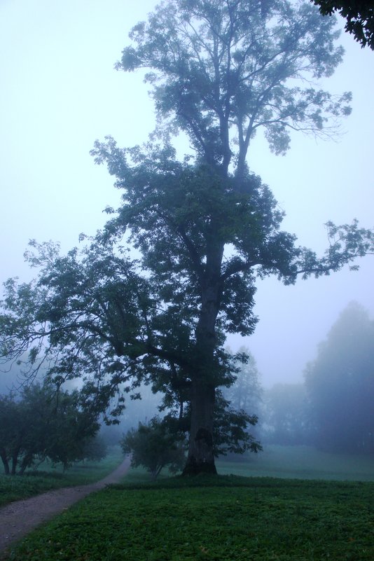 Утро туманное в Петровском - Елена Павлова (Смолова)