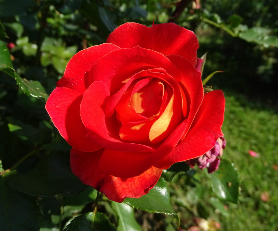Осенняя роза - Паровозик из Ромашково Ж