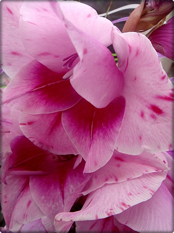 На стыке лета с осенью цветёт красавец благородный – гладиолус - Нина Корешкова