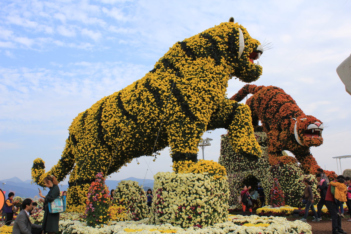 Фестиваль хризантем. г.Масан, ю.Корея - Ольга Нестеренко