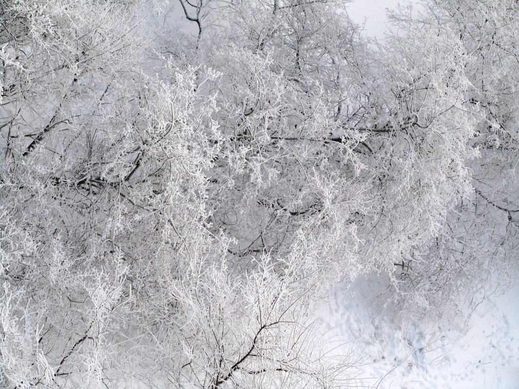 Зима под моим окном - Наталья Серегина