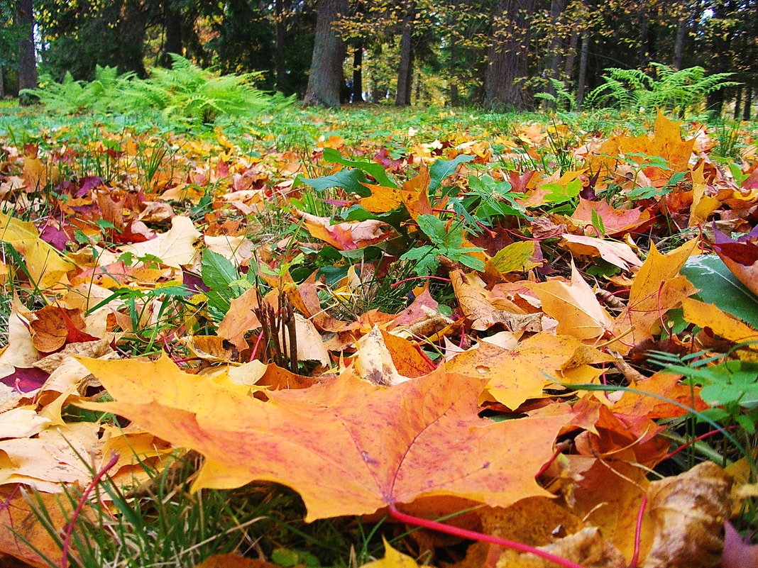 Листья кленовые жёлтые, красные падают на земь красивым ковром... - VasiLina *
