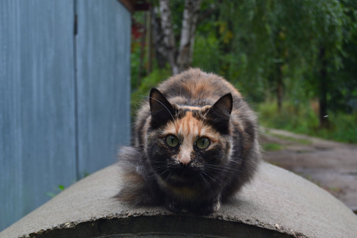уличная кошка - Ирина Пономарева