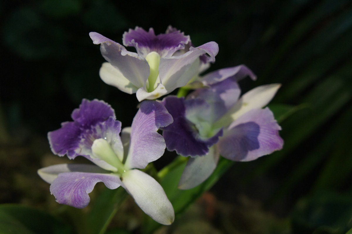 Орхидея дендробиум - Елена Павлова (Смолова)