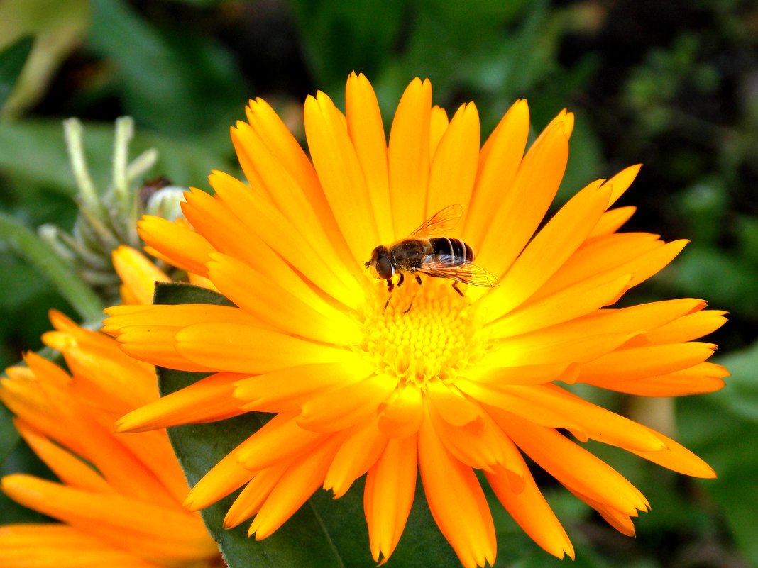 Пчелиный стол - Фотогруппа Весна