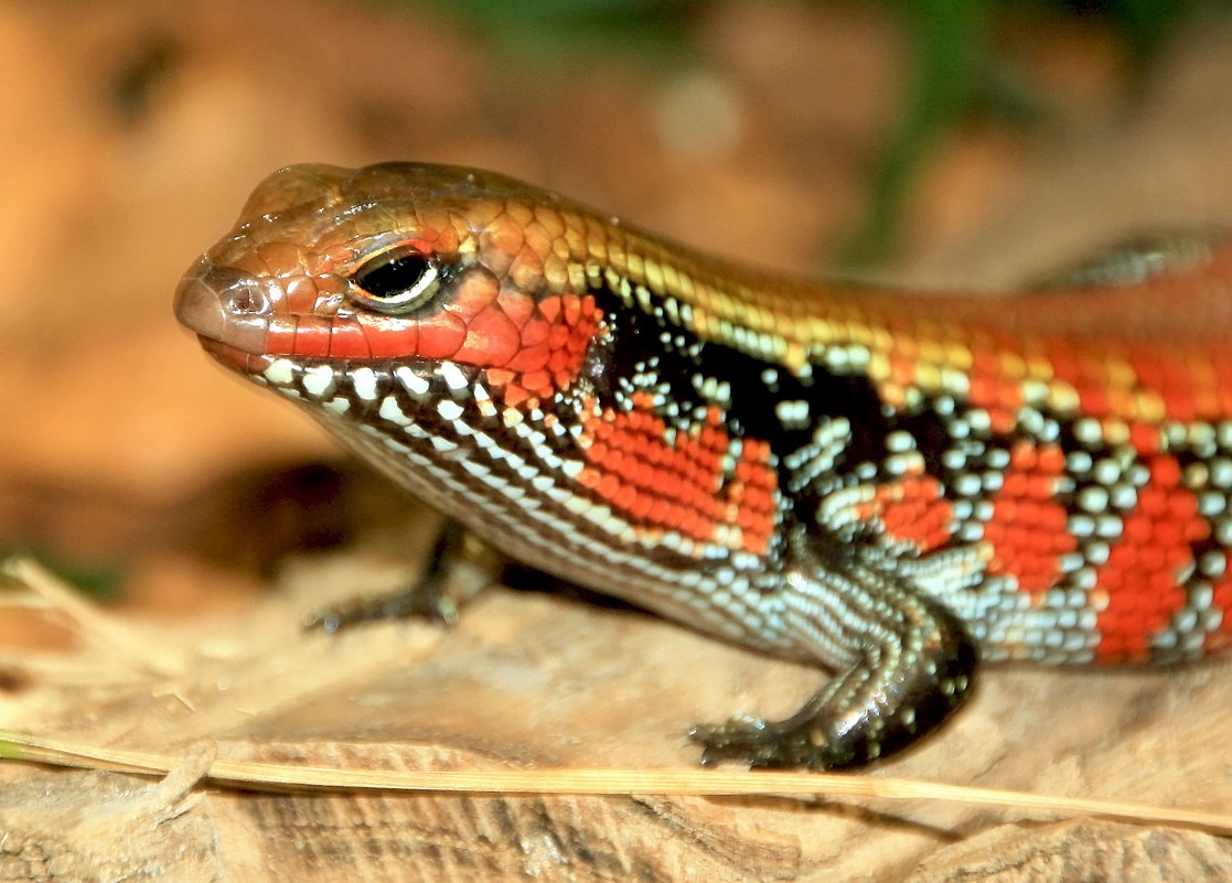 Feuerskink. - Alexander Andronik