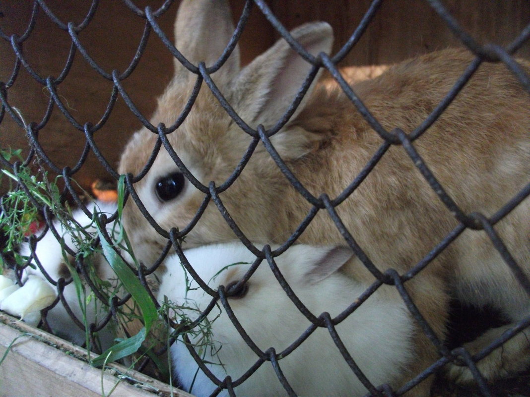 Крольчиха с крольчатами - Арина 