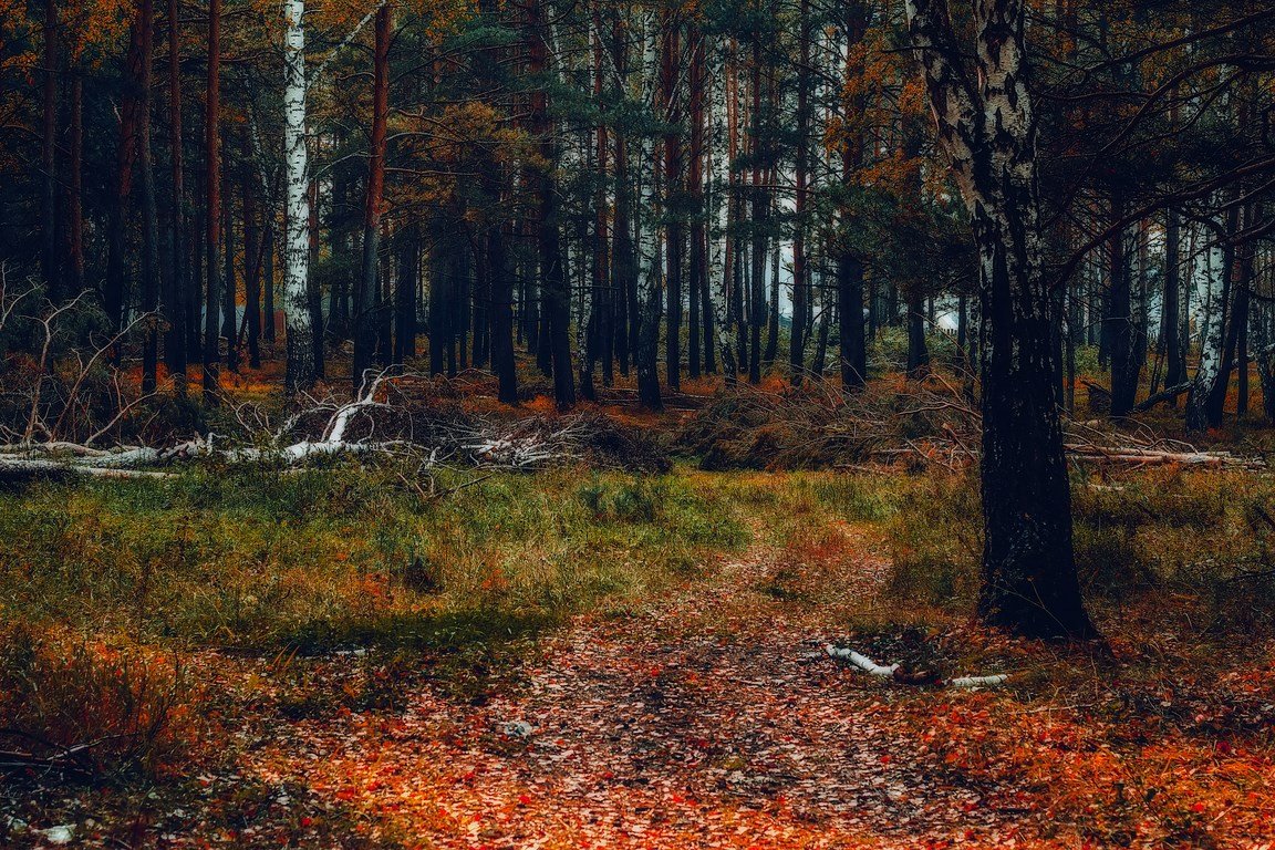autumn - Андрей Афонасьев