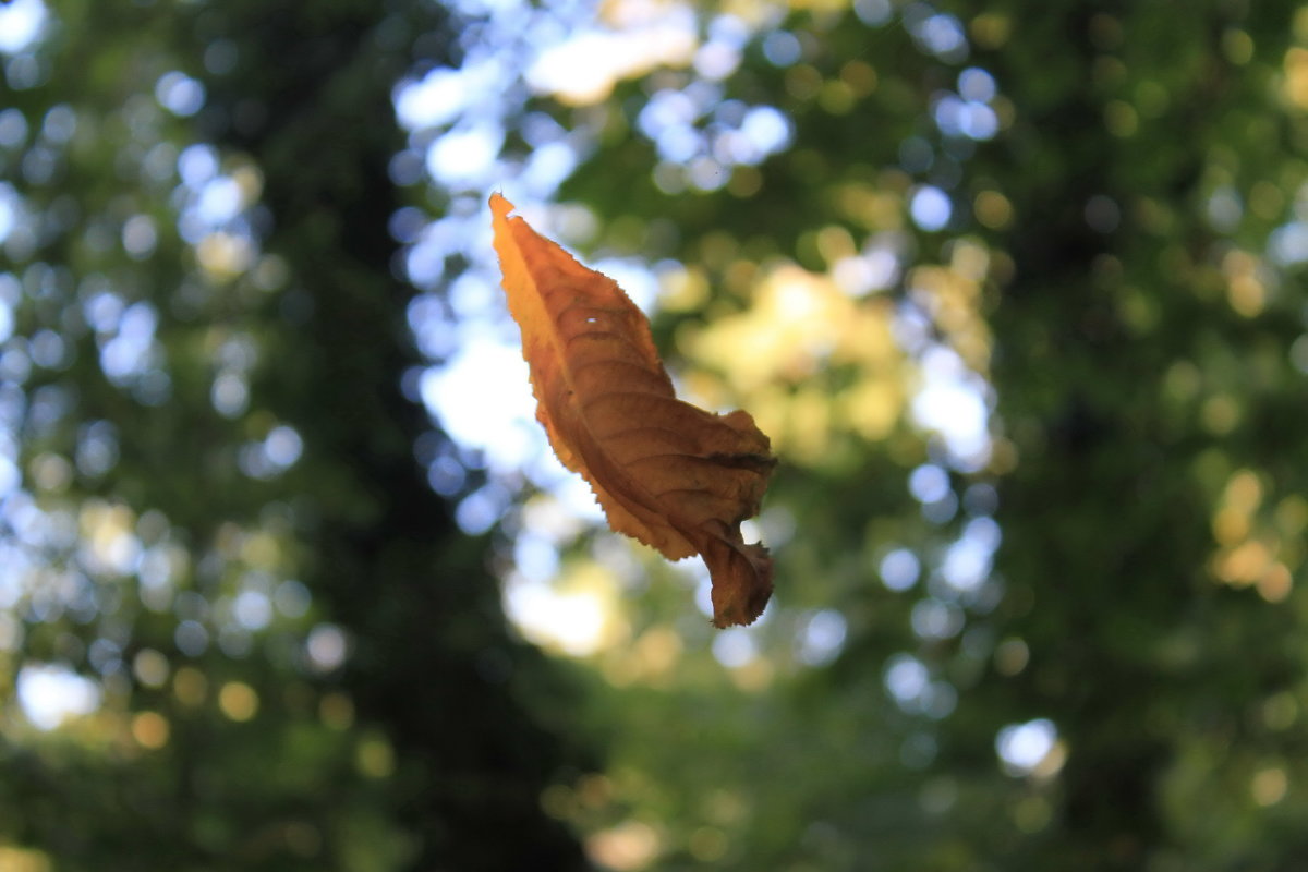 Осень, листья полетели - Gennadiy Karasev