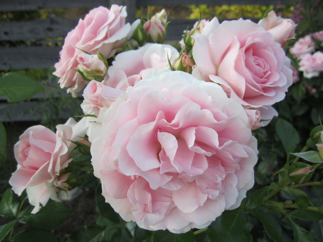 роза Rosenfee - lenrouz 