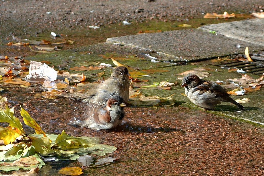 переходим к водным процедурам - Анна Vashhilina